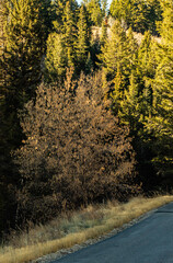 Blurred Tree
