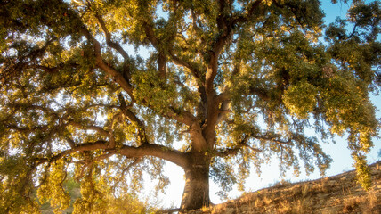 autumn in the forest