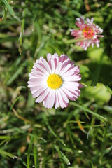 Obraz premium daisy flower