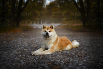 Japanese Akita Inu dog lies on the ground with Autumn trees background