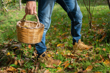 man holding a basket of chestnuts in the woods, Sardinian chestnuts, aritzo