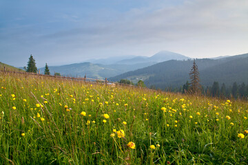 Summer mountain meadow, bright yellow flowers in green grass, mountains on the horizon, old wooden fence. Ukraine, Carpathians