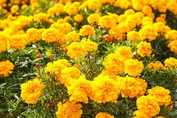 Yellow flowers of calendula officinalis on the garden.