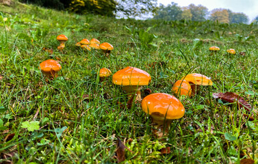 Mushrooms in the forest