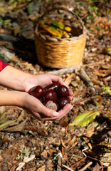 woman holding chestnuts for horses and a basket of chestnuts in the woods, Sardinian chestnuts, matte chestnuts, aritzo
