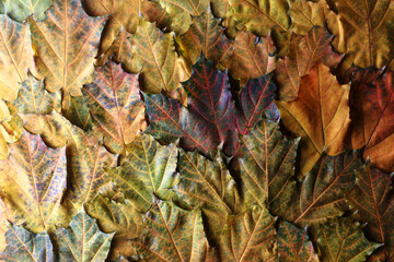 Autumn. Multicolored maple leaves. Background autumn leaves. Leaf group. High quality photo