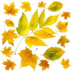 Pattern sequence of autumn leaves of different types on a white background. Seamless background