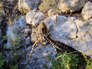 macro/closeup of a the banded garden spider or banded orb weaving spider, Argiope trifasciata with little Argyrodes also called dewdrop spiders .
