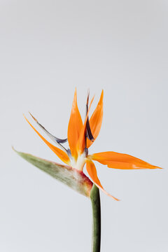 Bird of paradise plant