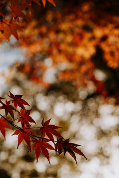 Red mapple