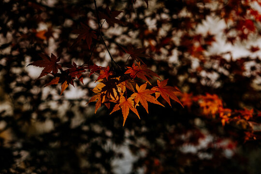 Red mapple