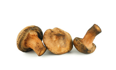 Paxillus involutus poisonous forest mushroom, erroneously considered edible, isolated on white background