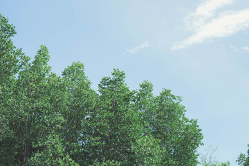 Trees and sky In the mangrove forest area in Rayong, Thailand, there is little cloud Can be used as a wallpaper. Or assembling products and services