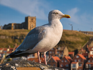 Close up of a herring gull in a seaside resort in the UK (Whitby in North Yorkshire) - these birds have become a problem in some seaside locations due to their aggressive scavenging of food