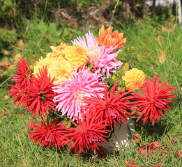 
Red pink and yellow Dahlia flowers