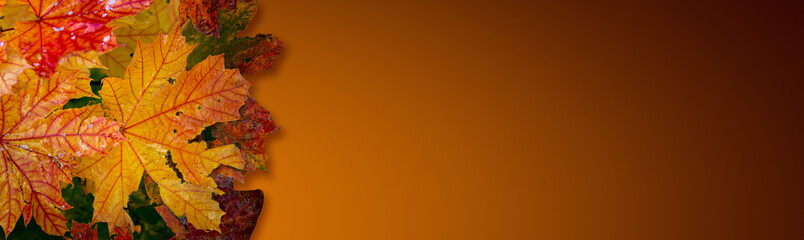 Banner with a pile of wet colorful maple tree leaves in Autumn bright colors at dark yellow gradient background with copy space for text, details, closeup.