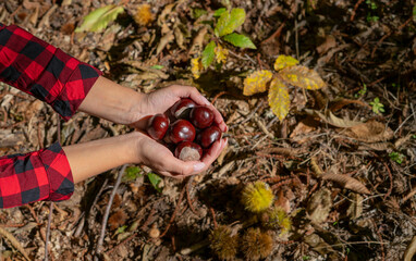 woman holding chestnuts for horses and a basket of chestnuts in the woods, Sardinian chestnuts, matte chestnuts, aritzo