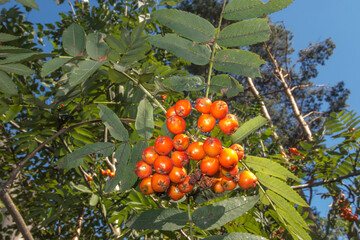 rowan branch