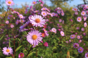 autumn purple bushy Aster flowers