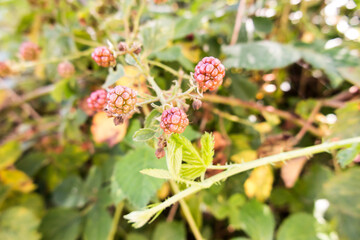 wild blackberry fruits forming thickets