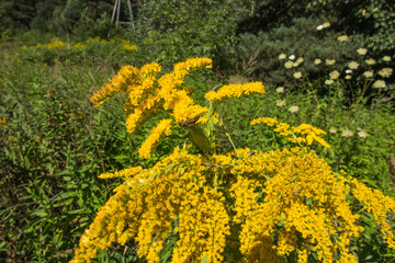 yellow-blooming goldenrod, also known as mimosa,