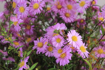 autumn purple bushy Aster flowers