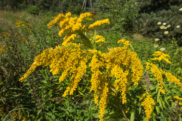 yellow-blooming goldenrod, also known as mimosa,