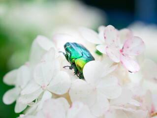 Cetonia aurata in a garden. Cetonia aurata on hydrangea flower. Green metallic beetle