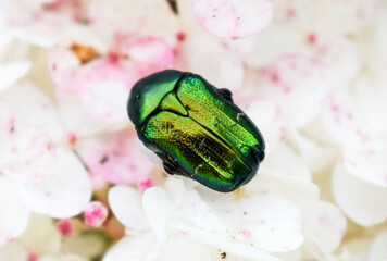Green bug in a garden. Cetonia aurata