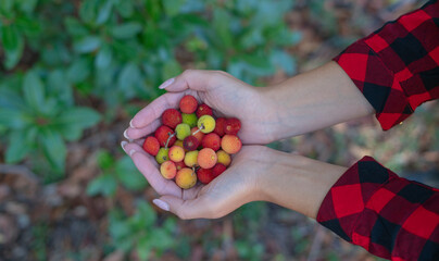 woman holds in her hands the strawberry fruits -- Corbezzolo. Outdoor, berries.