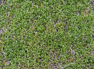 background of ground cover moss green