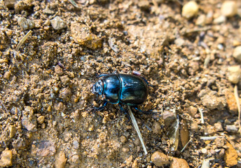 Forest beetle (Anoplotrupes stercorosus)