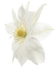 White flower of clematis, isolated on white background