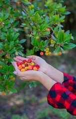 woman holds in her hands the strawberry fruits -- Corbezzolo. Outdoor, berries.