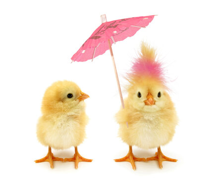 Two chicks one crazy chick with weird pink hair and paper parasol umbrella