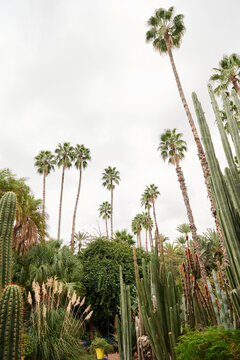 Palm Tree And Cactus Oasis Morocco