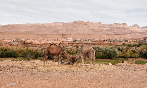 Dromedaries feeding in desert, Morocco