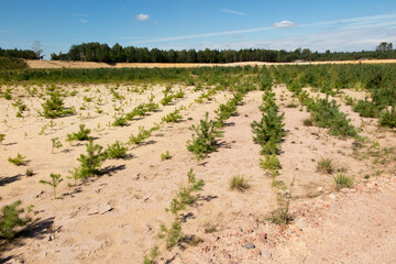 afforestation of the former sand mine