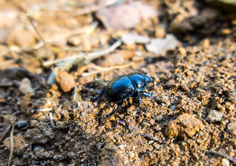 Forest beetle (Anoplotrupes stercorosus)