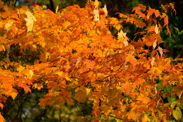 Changing leaves