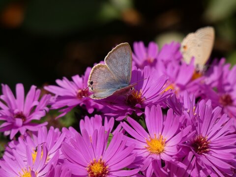 Forget-me-not (Catochrysops strabo) - blue butterfly on pink aster flowers, China