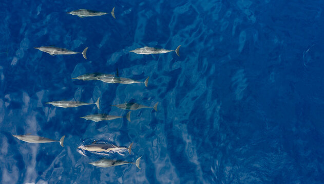 Pot of Spinner Dolphins