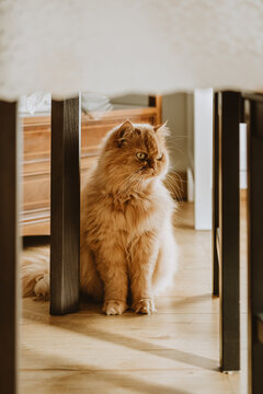 Persian cat