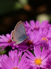 Forget-me-not (Catochrysops strabo) - blue butterfly on pink aster flowers, China