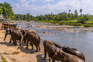 A herd of elephants leaves the Maha Oya river after bathing to cool down at Pinnawala, Sri Lanka,...