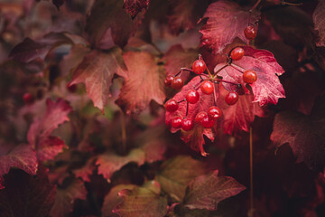 branch with red small berries on a background of red leaves. different shades of red. autumn foliage. predominant red.
