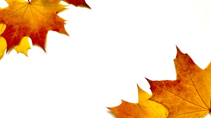 Autumn maple leaf on a white background.  Frame made from bright red and yellow maple leaves.  Autumn concept.  Flat lay, top view, copy space.
