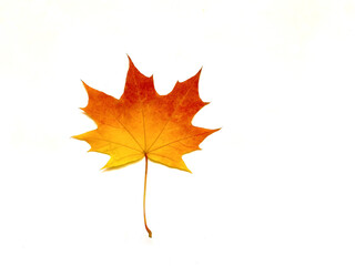 Autumn maple leaf on a white background.  Background of bright red and yellow maple leaves.  Autumn concept.  Flat lay, top view, copy space.