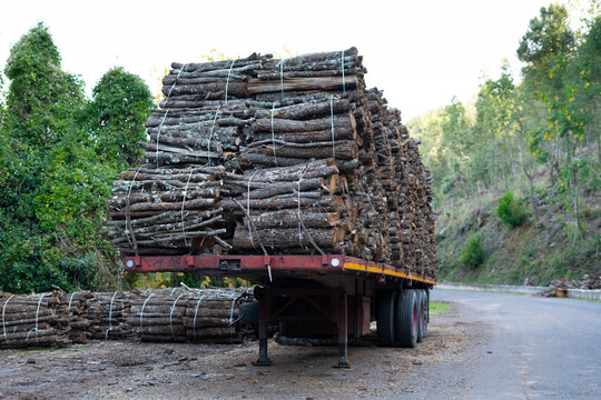 Big pile of wooden logs, holm oak, typical tree of central Sardinia