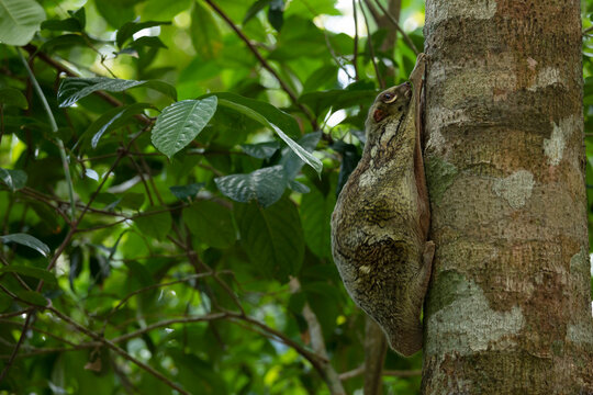 Flying Lemur Langkawi